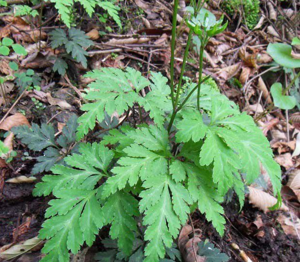 黄连适宜的生长温度是多少？