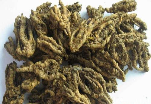 峨嵋野连的性状特征