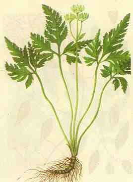 云连的性状特征