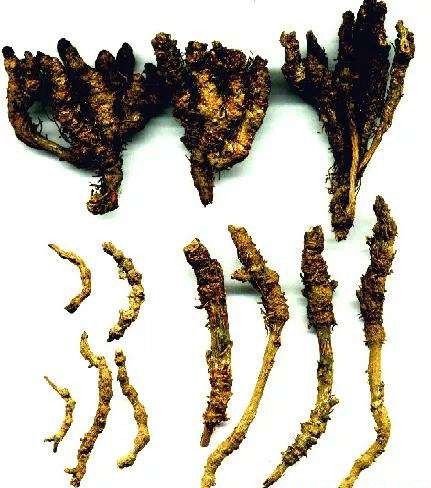 三角叶黄连品种介绍