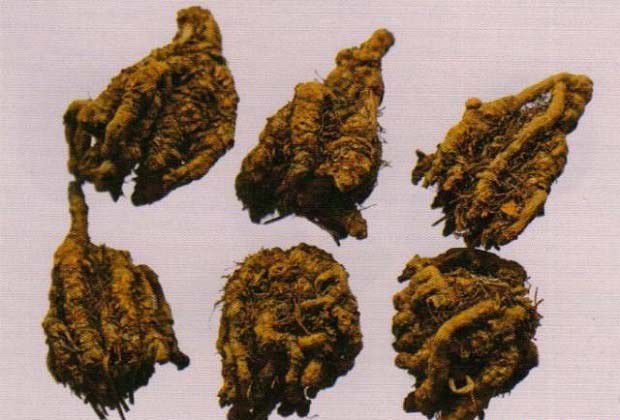 味连的性状特征