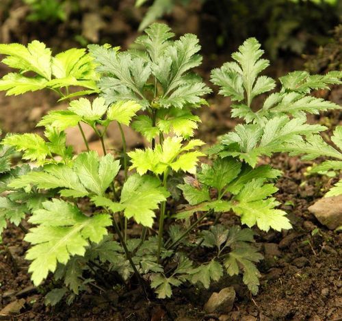 味连的性状特征