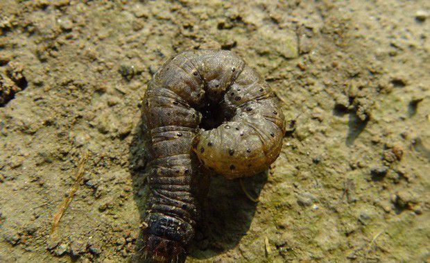 党参地老虎用什么药能治?