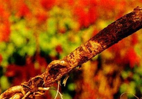 党参紫纹羽病用什么药能治?