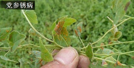 党参锈病用什么药能治?