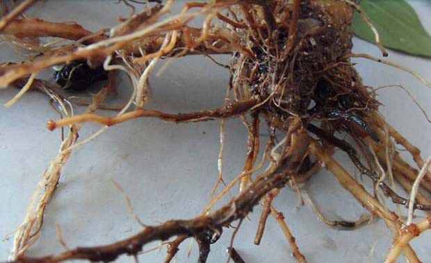 党参根腐病用什么药能治?