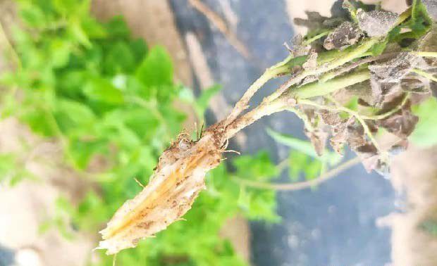 党参根腐病用什么药能治？