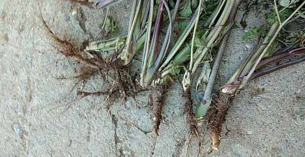 党参根腐病用什么药能治？