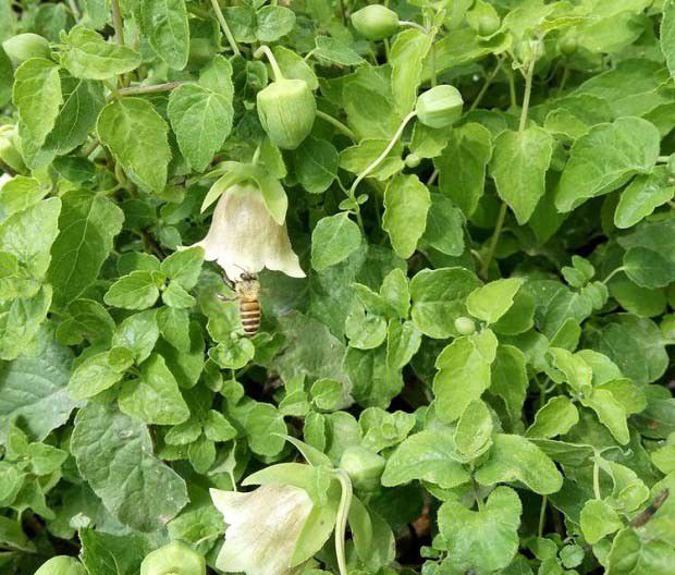 党参园水分的管理