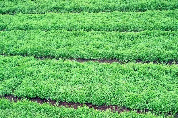 党参苗移栽方法