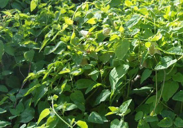 种植党参的选地和整地