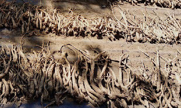 党参具抗应激作用