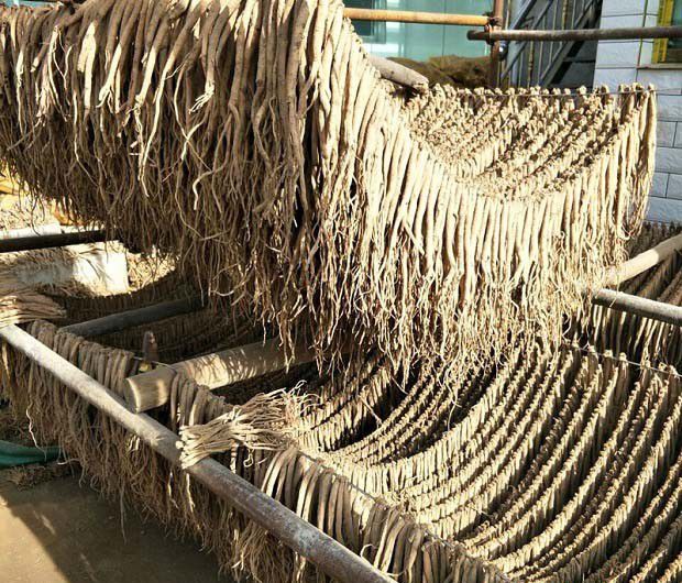 党参在中医药方面的作用