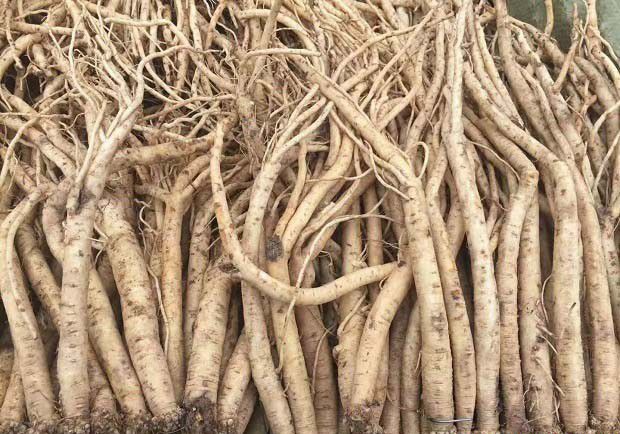 党参的配伍和使用禁忌