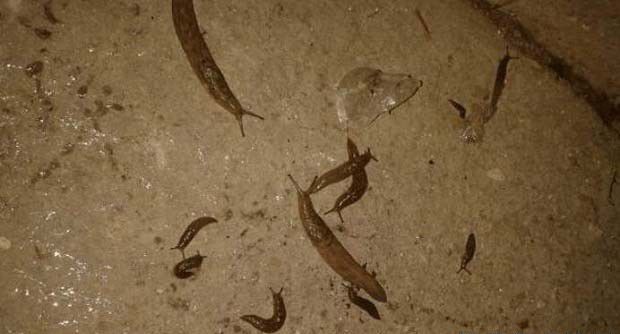 三七蛞蝓用什么药能治？