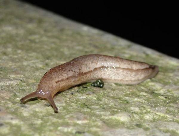 三七蛞蝓用什么药能治？