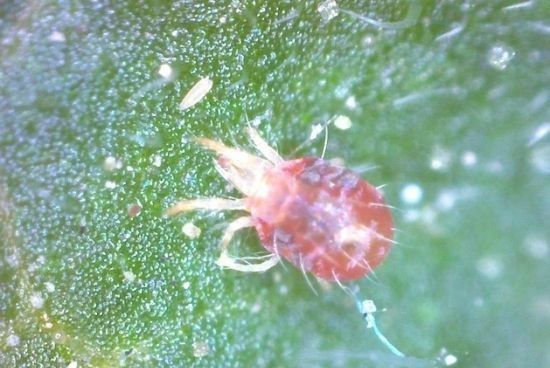 三七短须螨用什么药能治？