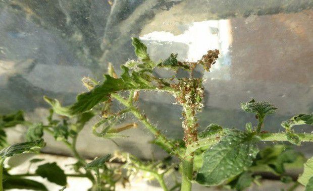 三七蚜虫用什么药能防治？