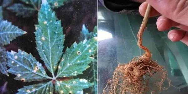 三七炭疽病用什么药能治？