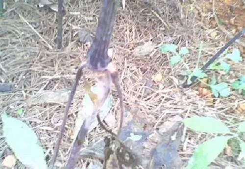 三七根腐病的原因（三七根腐病用什么药能治）