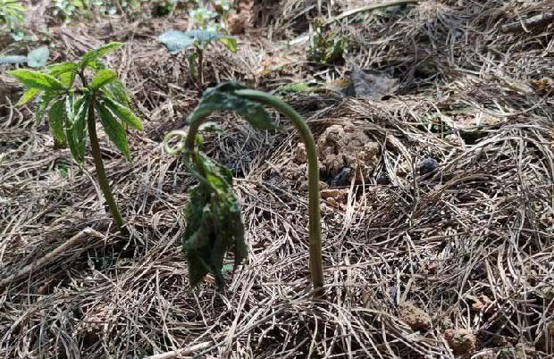 三七根腐病的原因（三七根腐病用什么药能治）