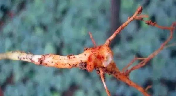 三七根腐病的原因（三七根腐病用什么药能治）