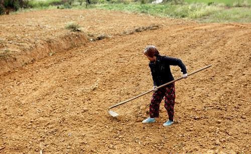 三七种植选地整地方法