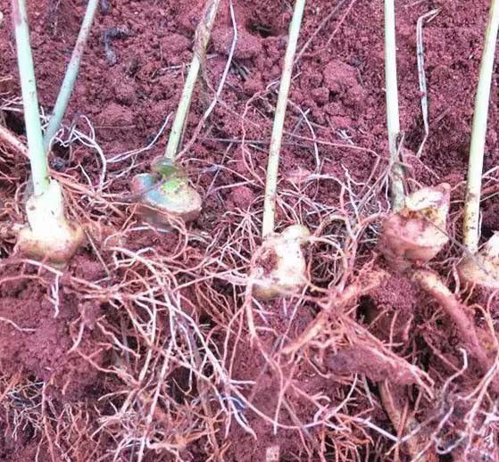 三七苗移栽定植方法