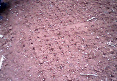 三七种子播种方法