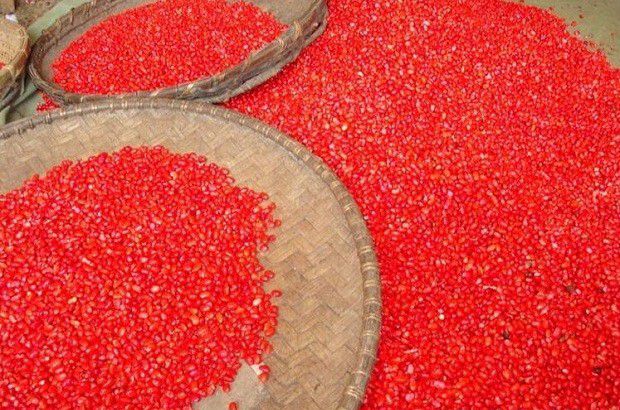 三七种子播种前的处理方法