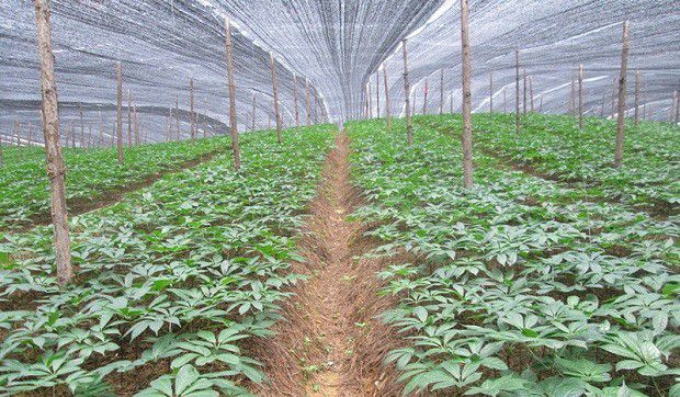 我国三七的栽培历史