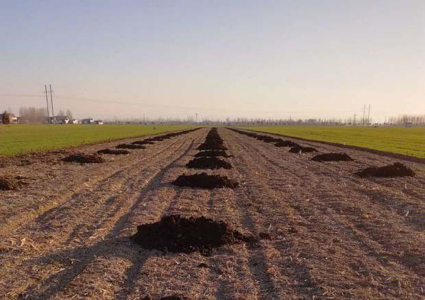 苍术苗移栽前的准备工作