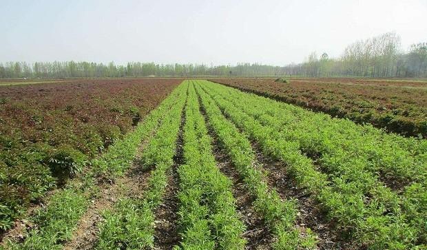种植苍术如何翻地整地?