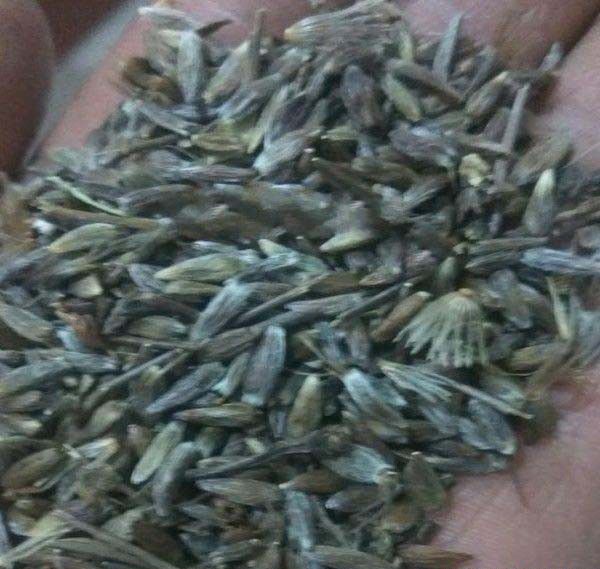 苍术种子的结构特点