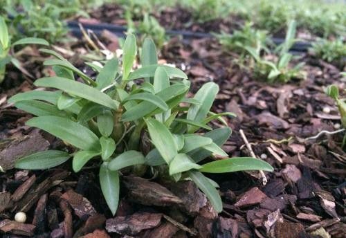 铁皮石斛种植多少天可以施肥？