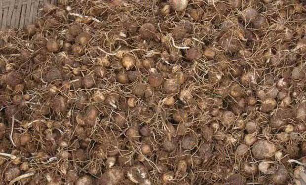 半夏种茎如何选购？