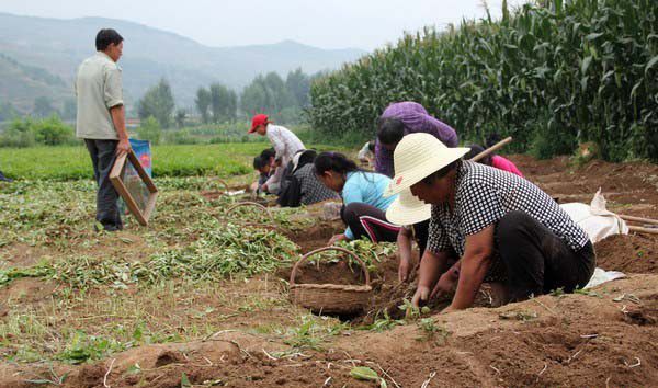 半夏种植几年可以收获？