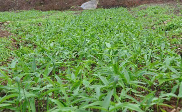 半夏种植几年可以收获？