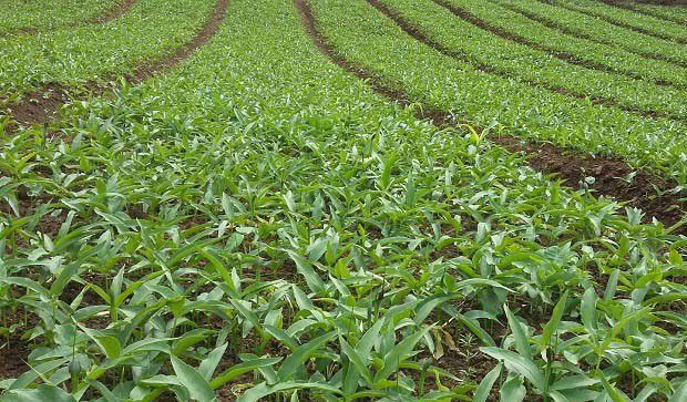 种植半夏如何管理能提高产量？