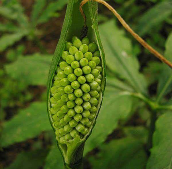 半夏有几种繁殖方法？