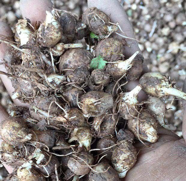 半夏有几种繁殖方法？