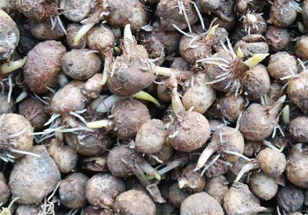 半夏有几种繁殖方法？