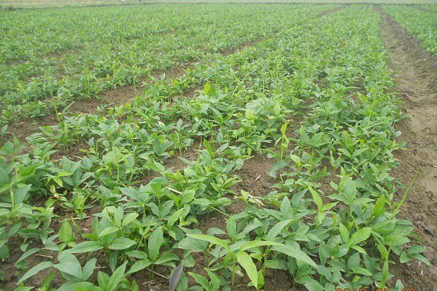 半夏的生长习性是怎么样？