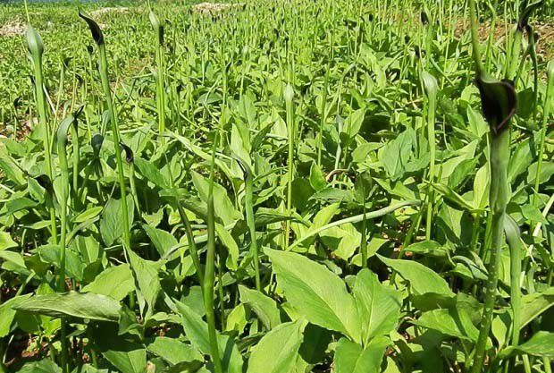 半夏的种植环境要求是怎么样？