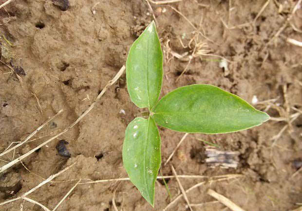 半夏的种植环境要求是怎么样？
