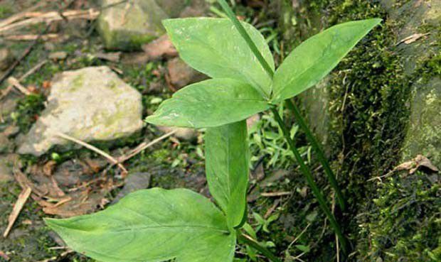 什么是半夏，主要产地是哪里？