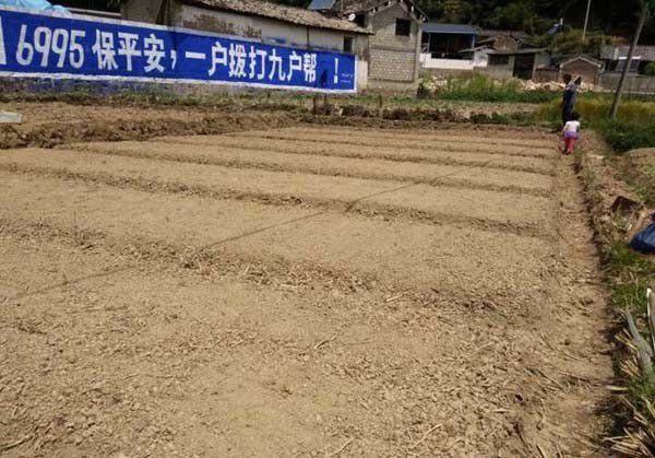 诺丽如何用种子育苗？