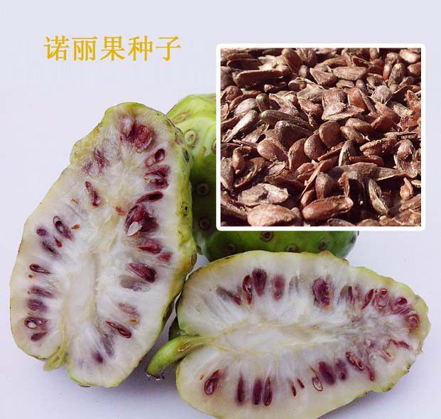 诺丽如何用种子育苗？