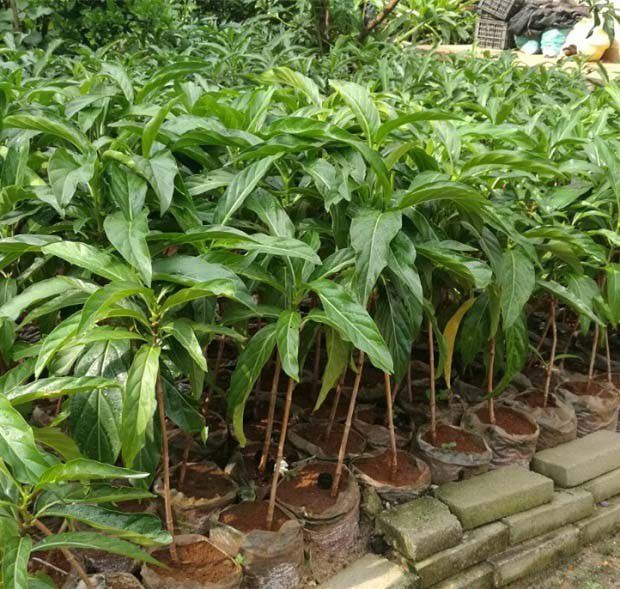 诺丽果树苗期如何管理？