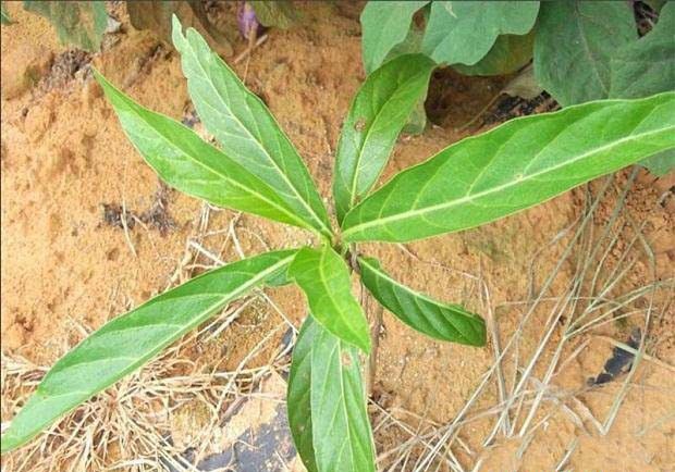 诺丽果树什么时候种植最好？